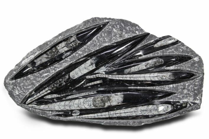 Polished Fossil Orthoceras (Cephalopod) Plate - Morocco #359659